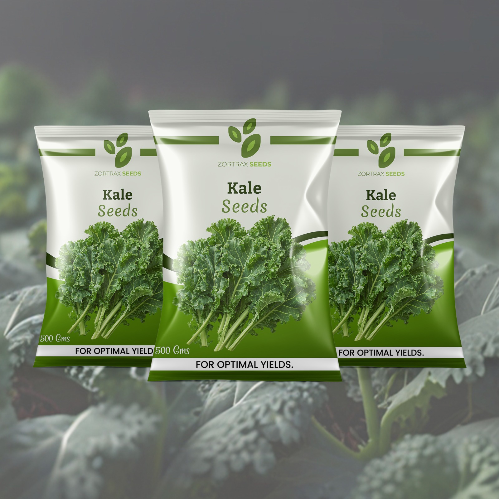 WhatsApp Image 2024-12-16 at 17.19.24